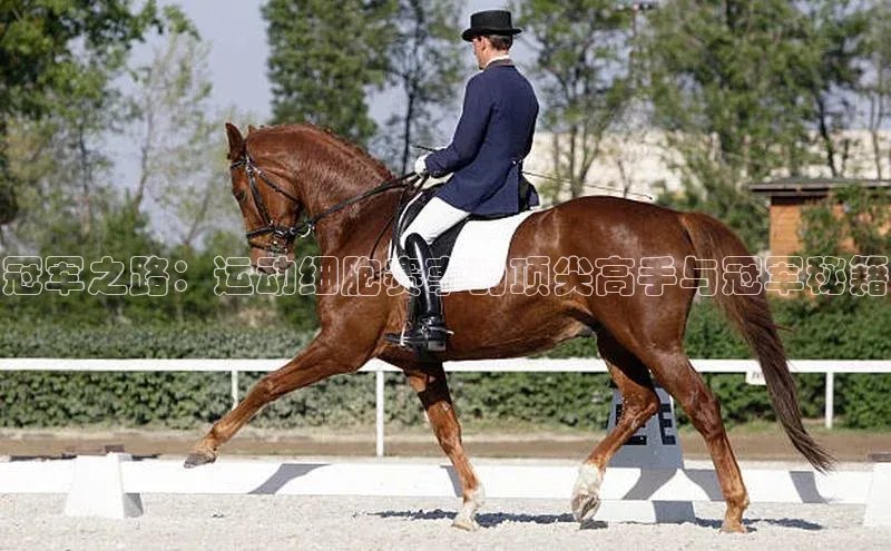 人人体育篮球直播nba下载